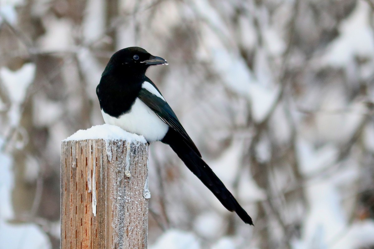 アメリカカササギ - ML645970869