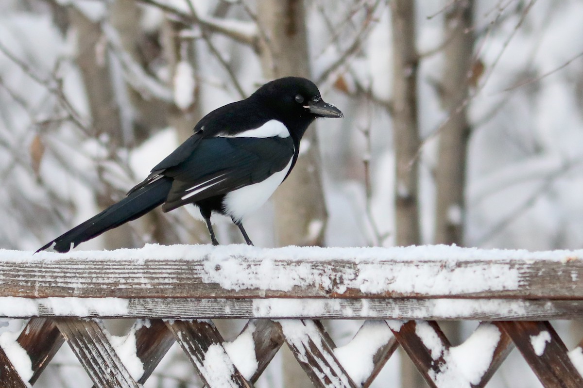 アメリカカササギ - ML645970871