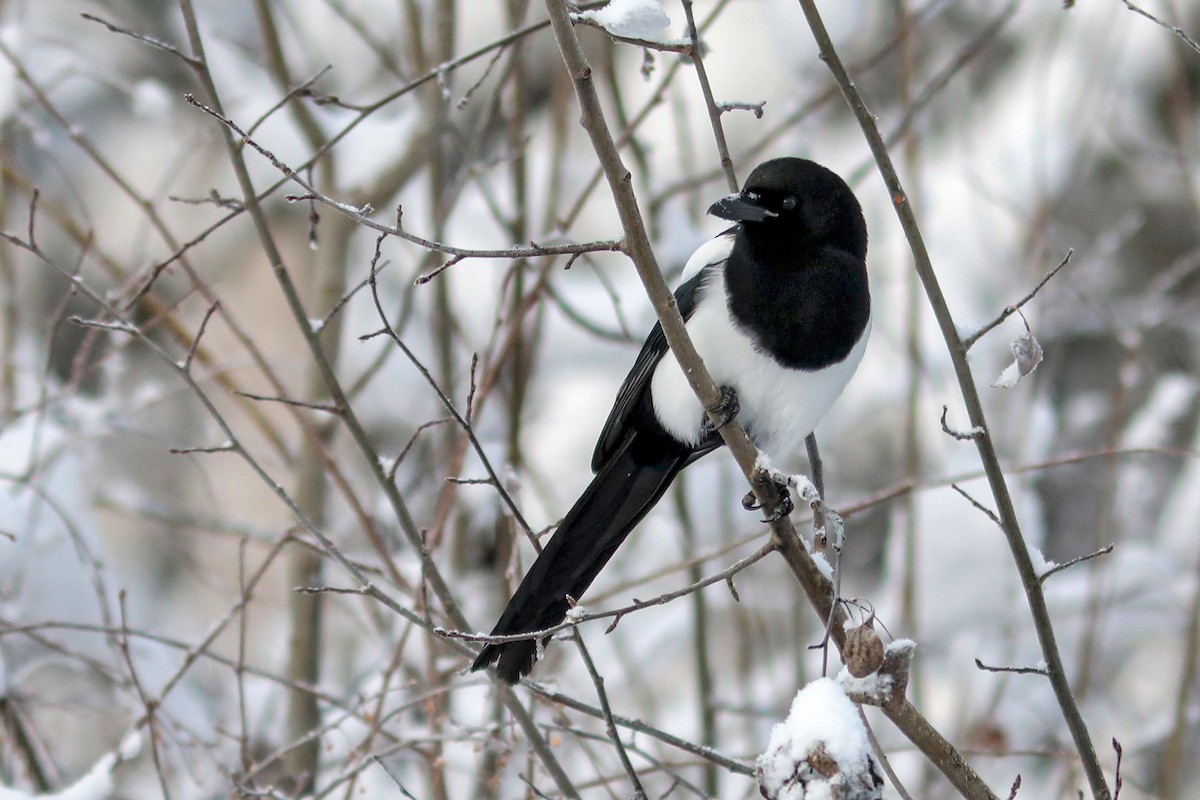 straka americká - ML645970873