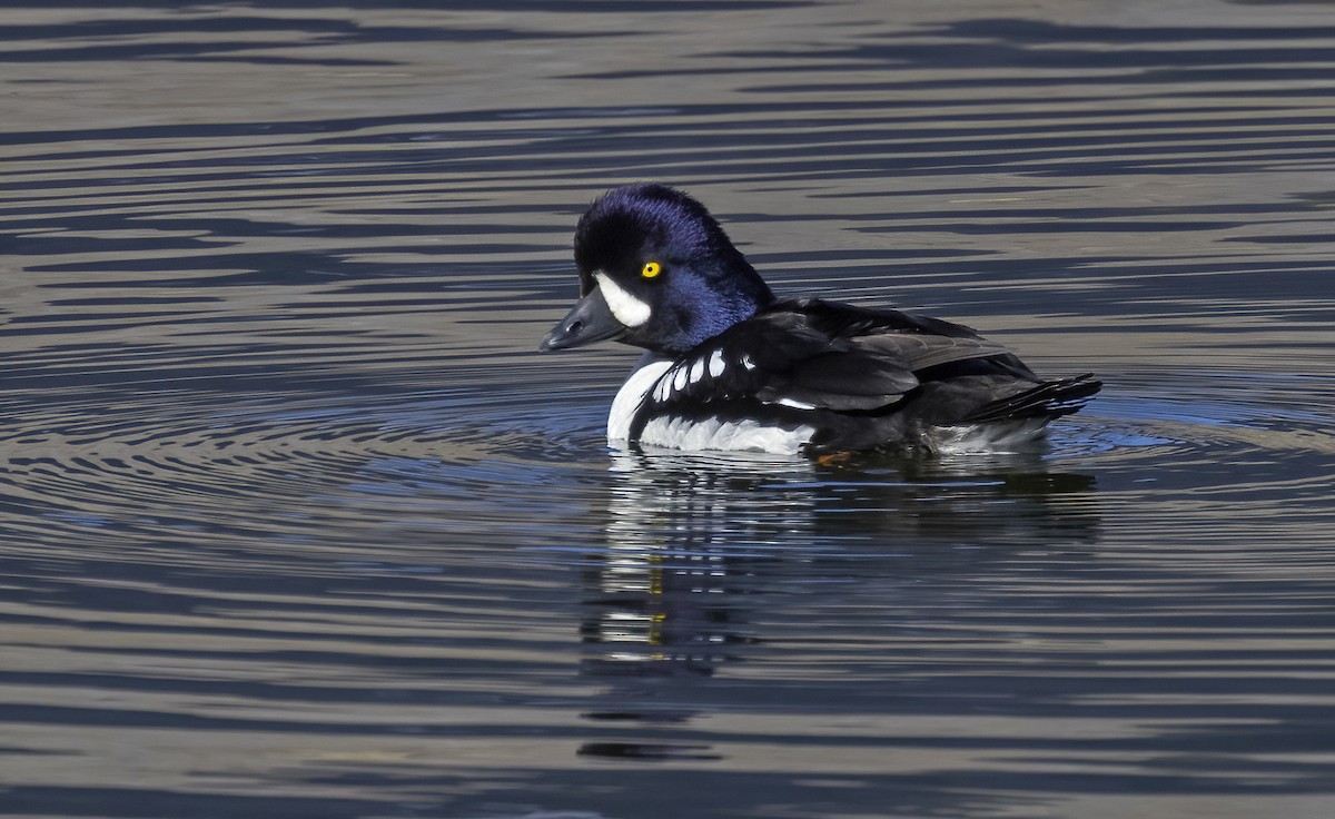 キタホオジロガモ - ML645970875