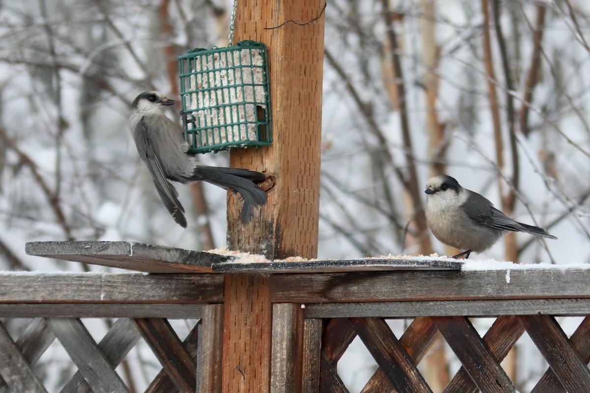 カナダカケス - ML645970877