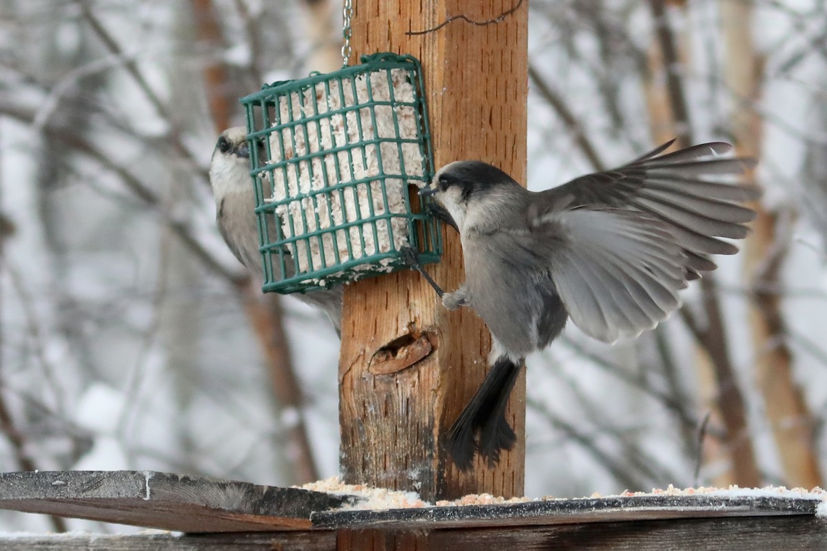 カナダカケス - ML645970882