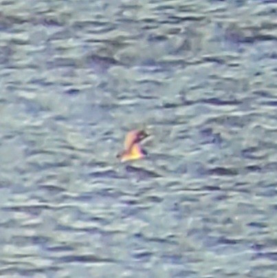 Pacific Loon - ML645970885