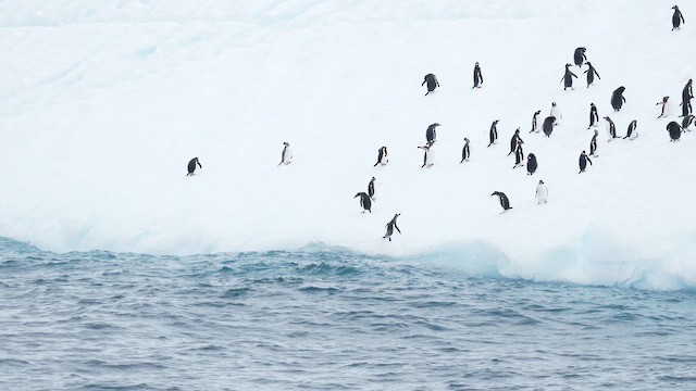 Пінгвін-шкіпер - ML645970890