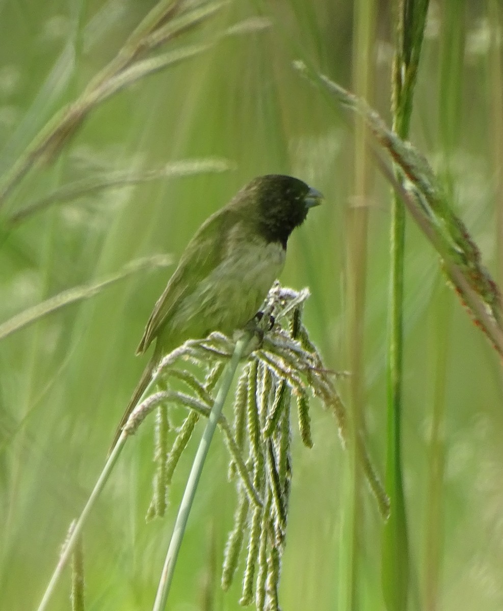Yellow-bellied Seedeater - ML645970894