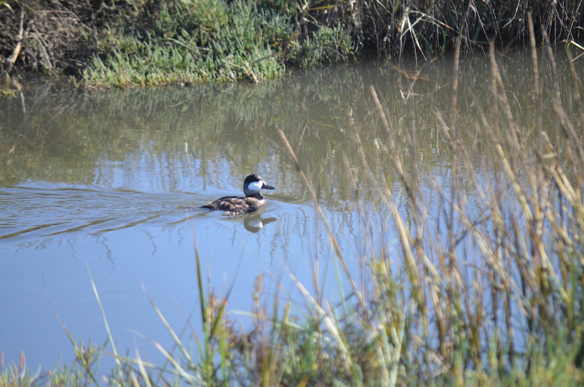 Schwarzkopf-Ruderente - ML645970899