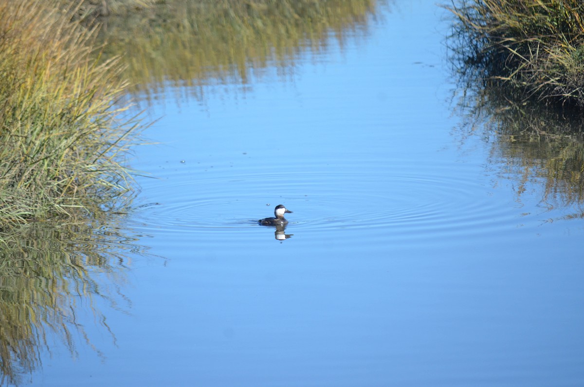 Schwarzkopf-Ruderente - ML645970900