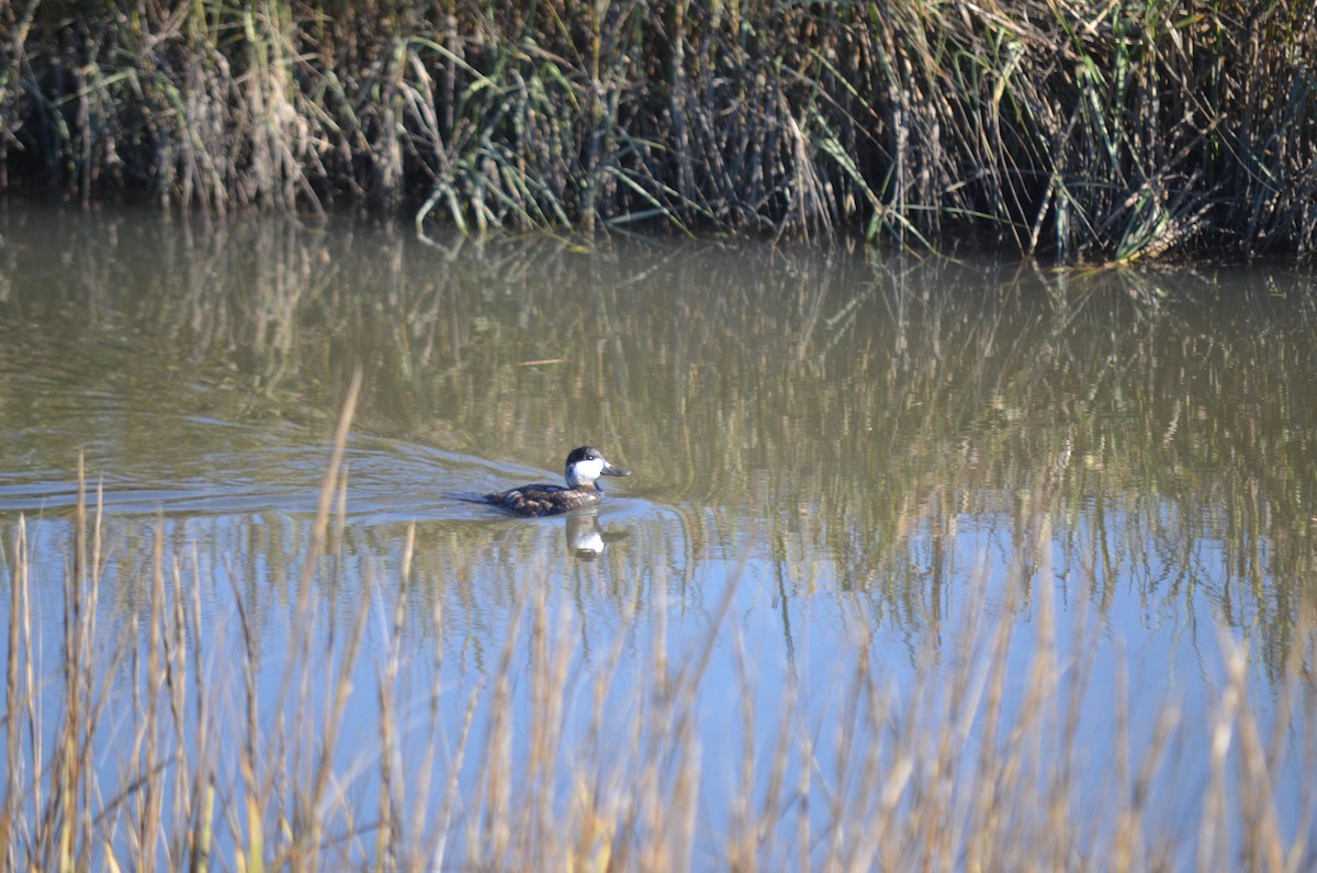 Schwarzkopf-Ruderente - ML645970901