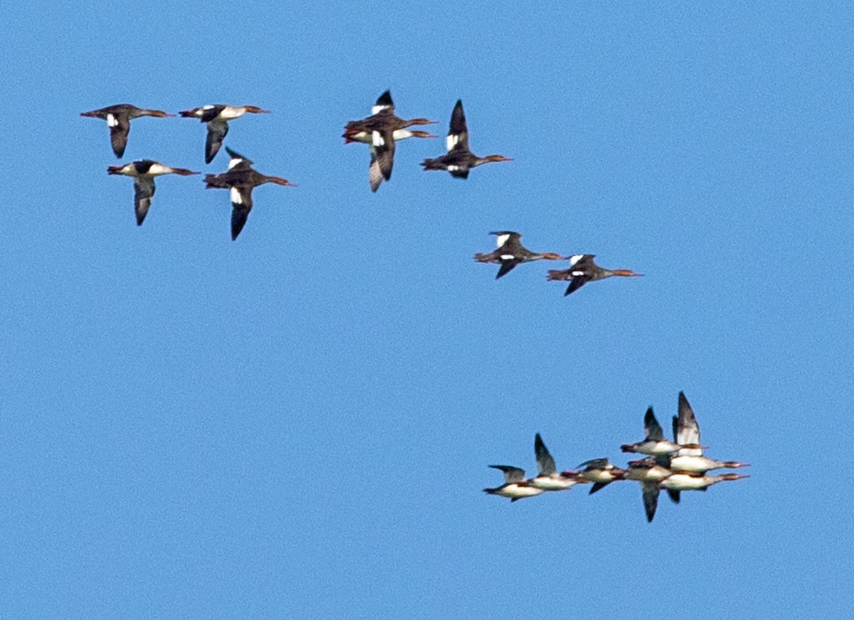 Сэвгэр бохио - ML645970909