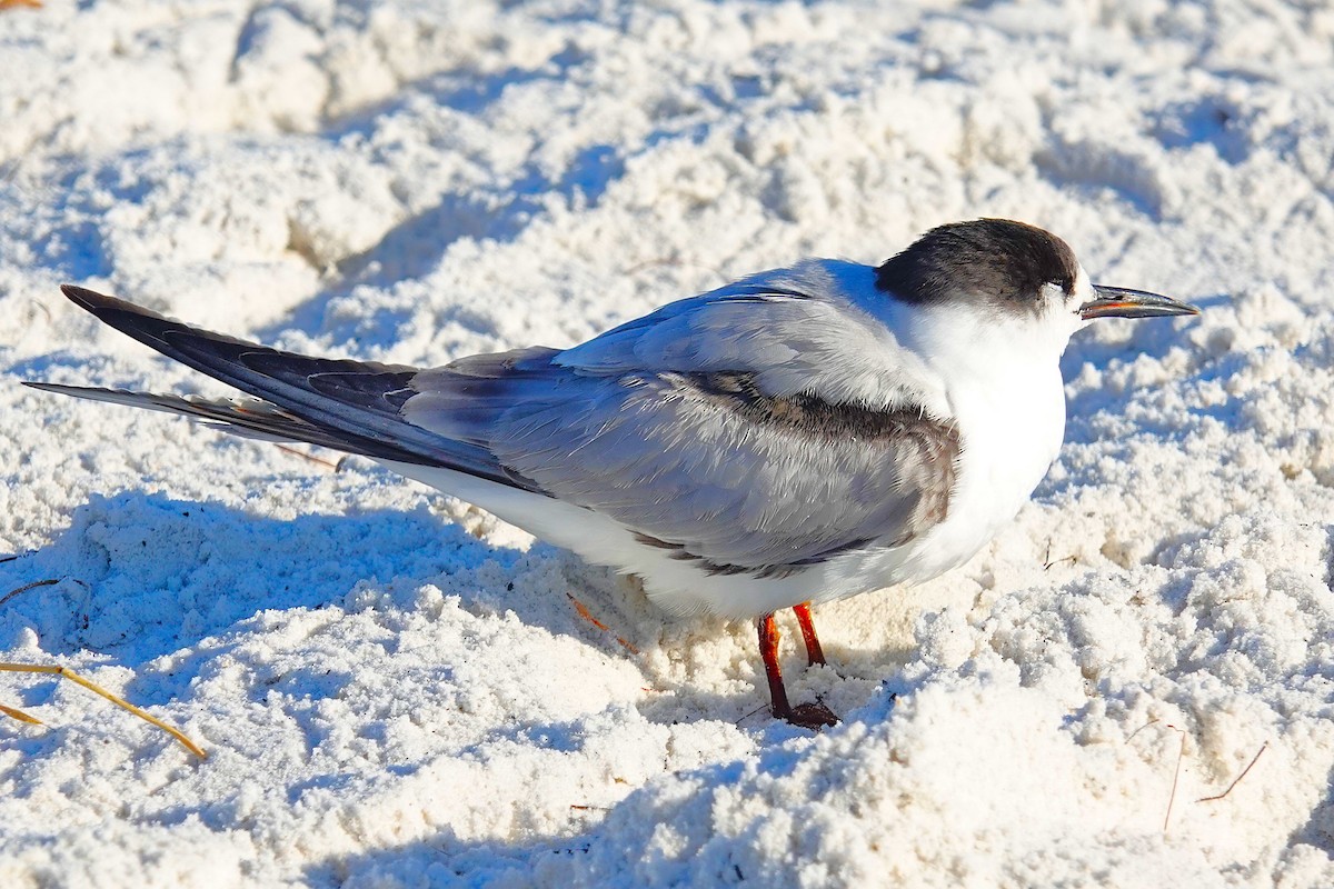 アジサシ - ML645970932