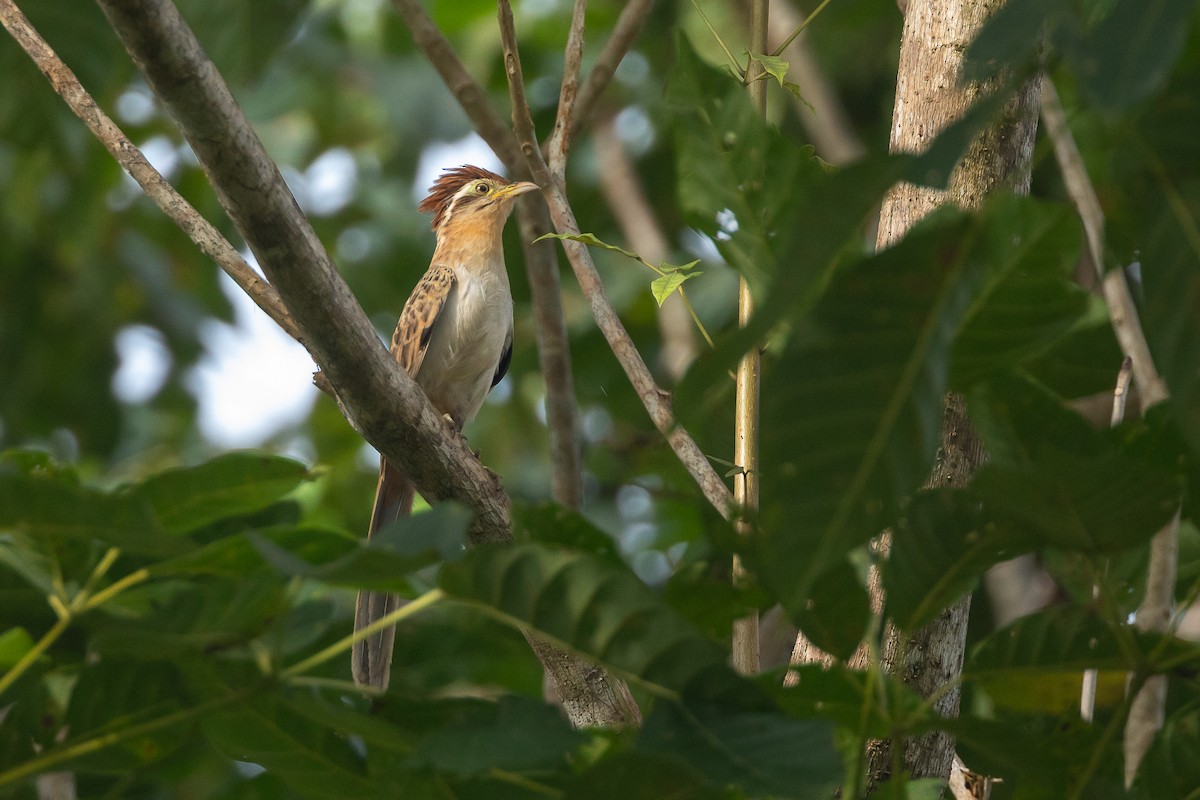 Striped Cuckoo - ML645970935