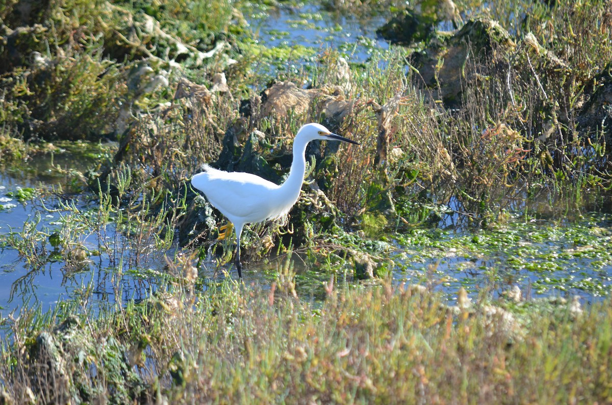Garceta Nívea - ML645970938