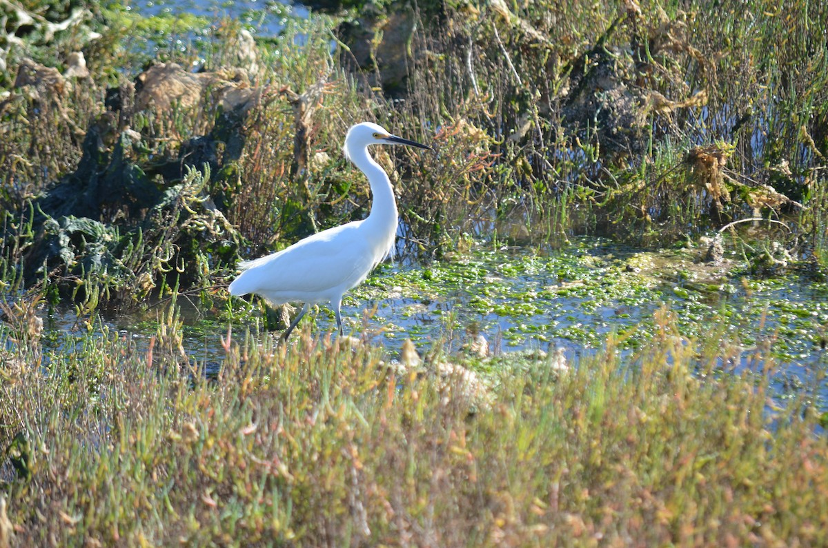 Garceta Nívea - ML645970940