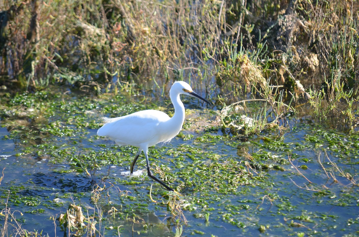 Garceta Nívea - ML645970941