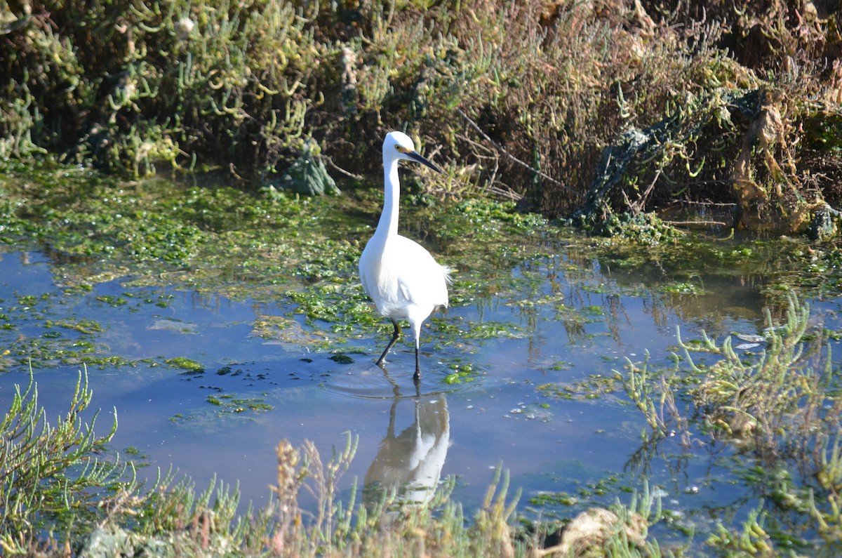 Garceta Nívea - ML645970942
