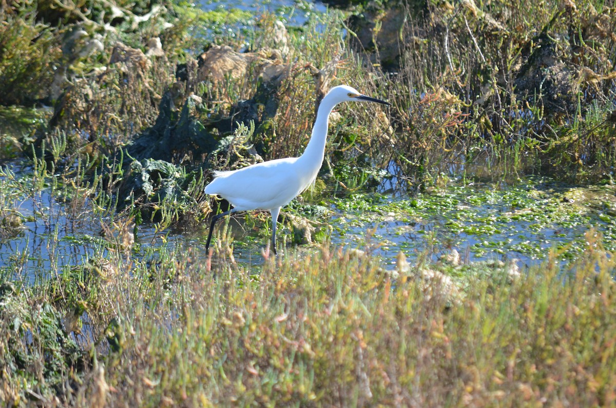 Garceta Nívea - ML645970943