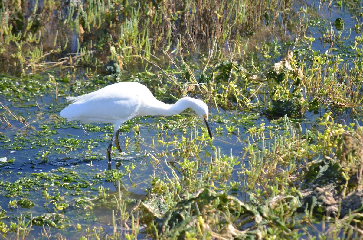 Garceta Nívea - ML645970945