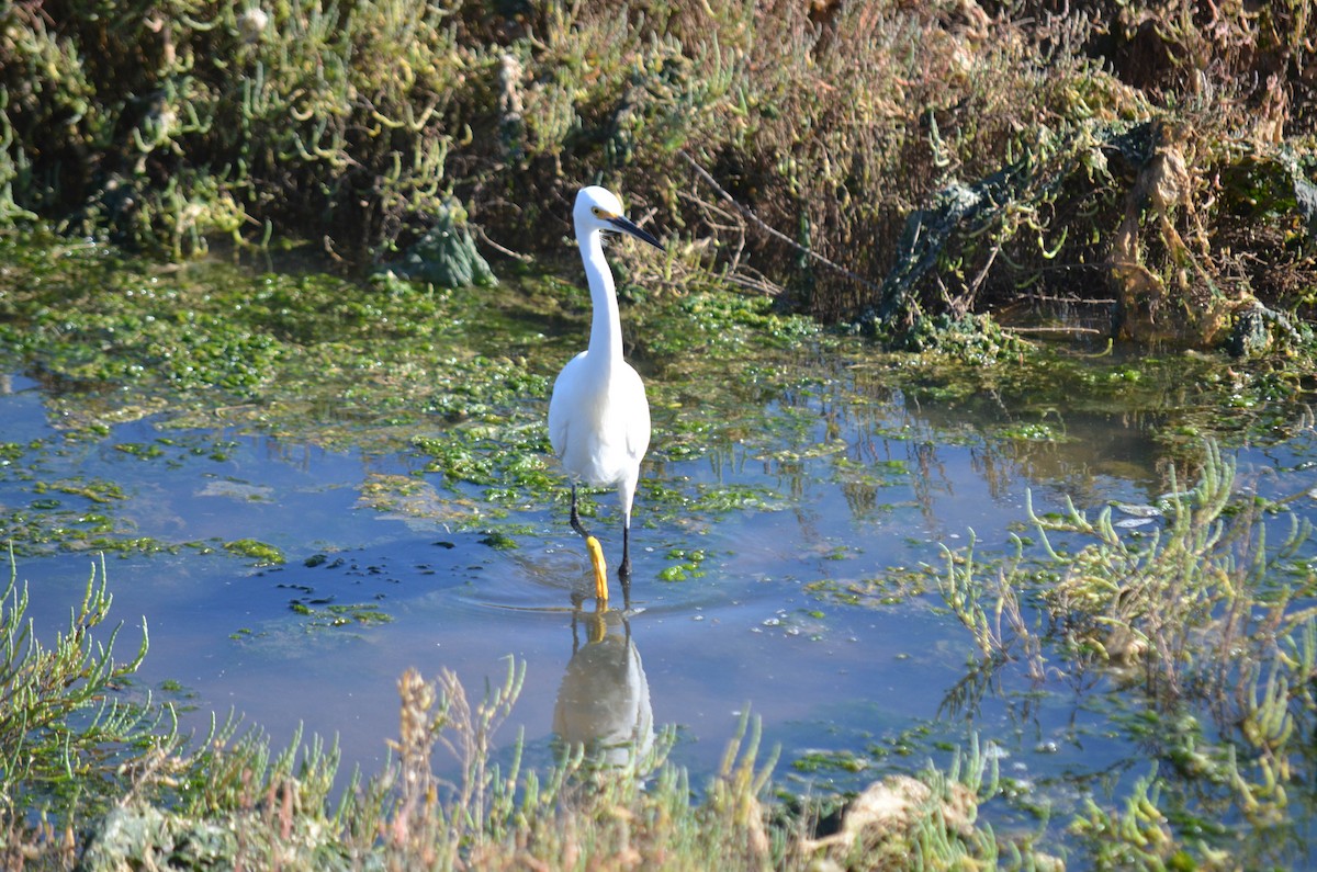 Garceta Nívea - ML645970946