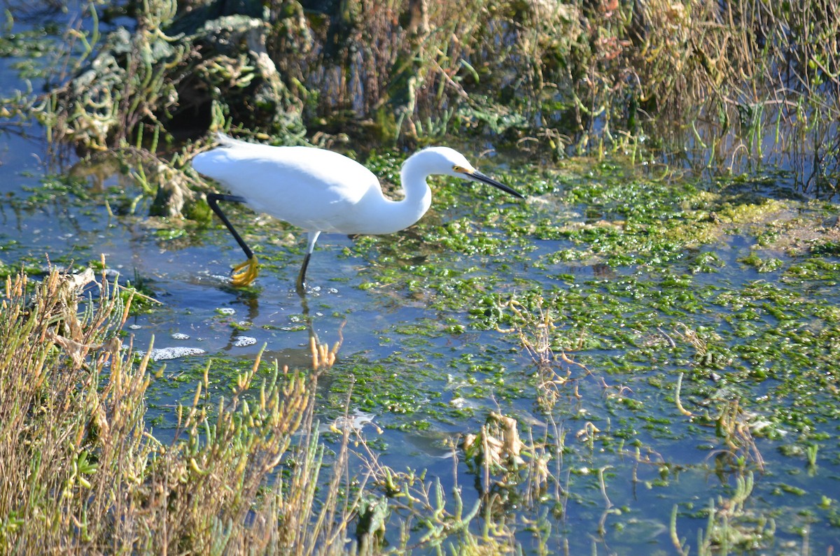 Garceta Nívea - ML645970948