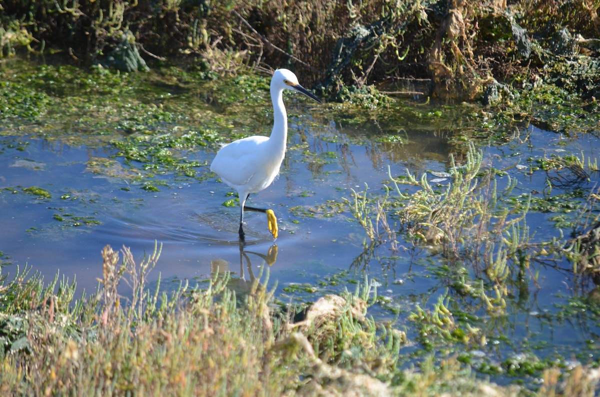Garceta Nívea - ML645970949
