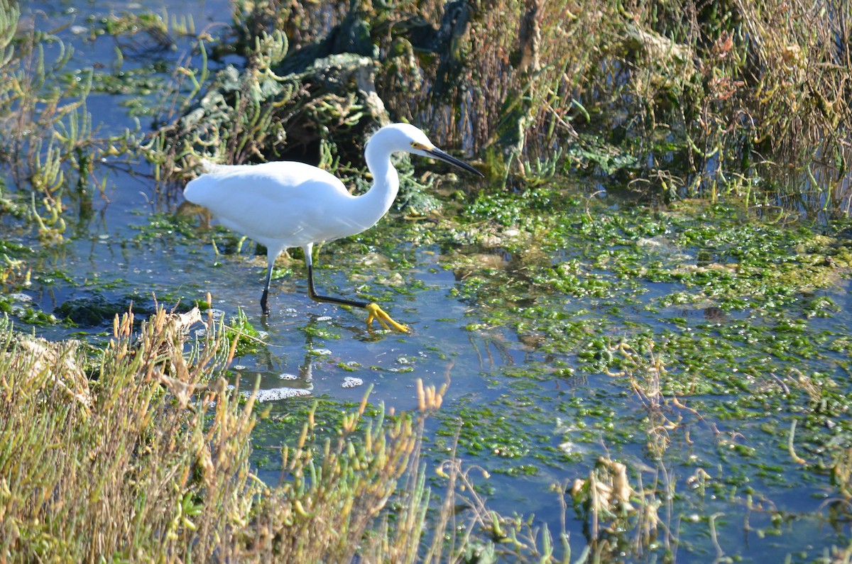 Garceta Nívea - ML645970950