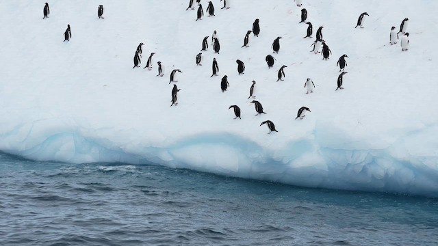 Пінгвін-шкіпер - ML645970951