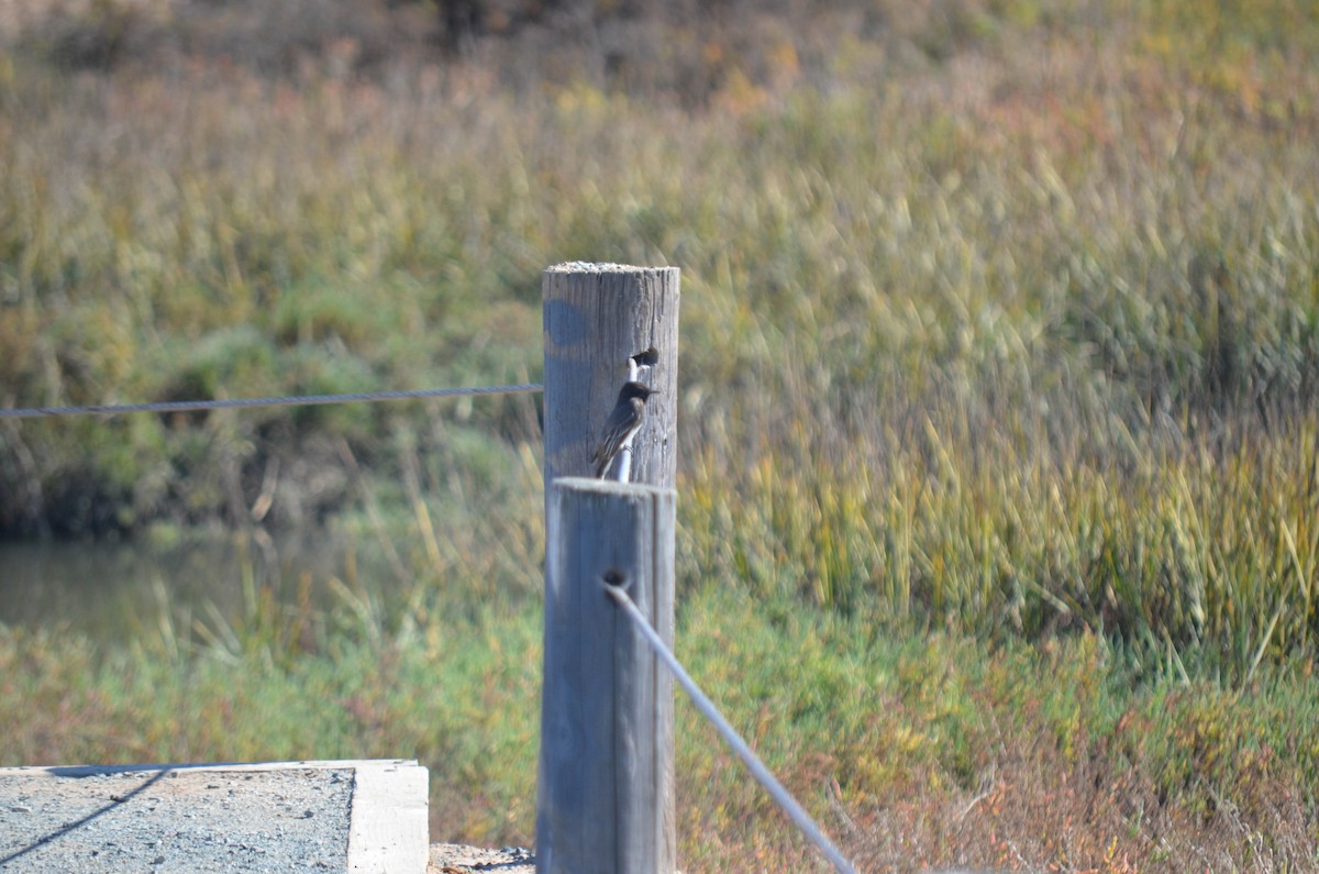 Mosquero Negro - ML645970953