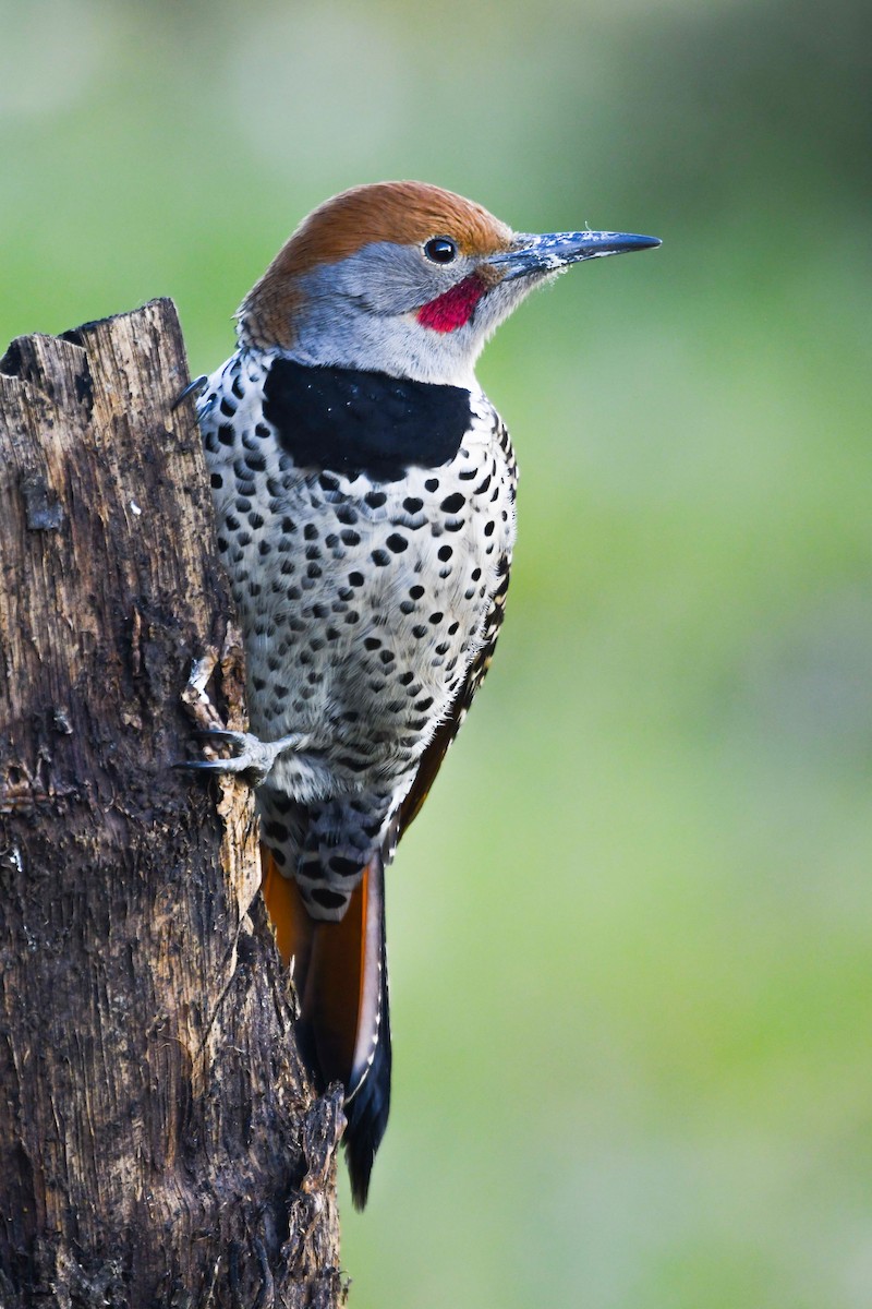 Guatemalan Flicker - ML645970957