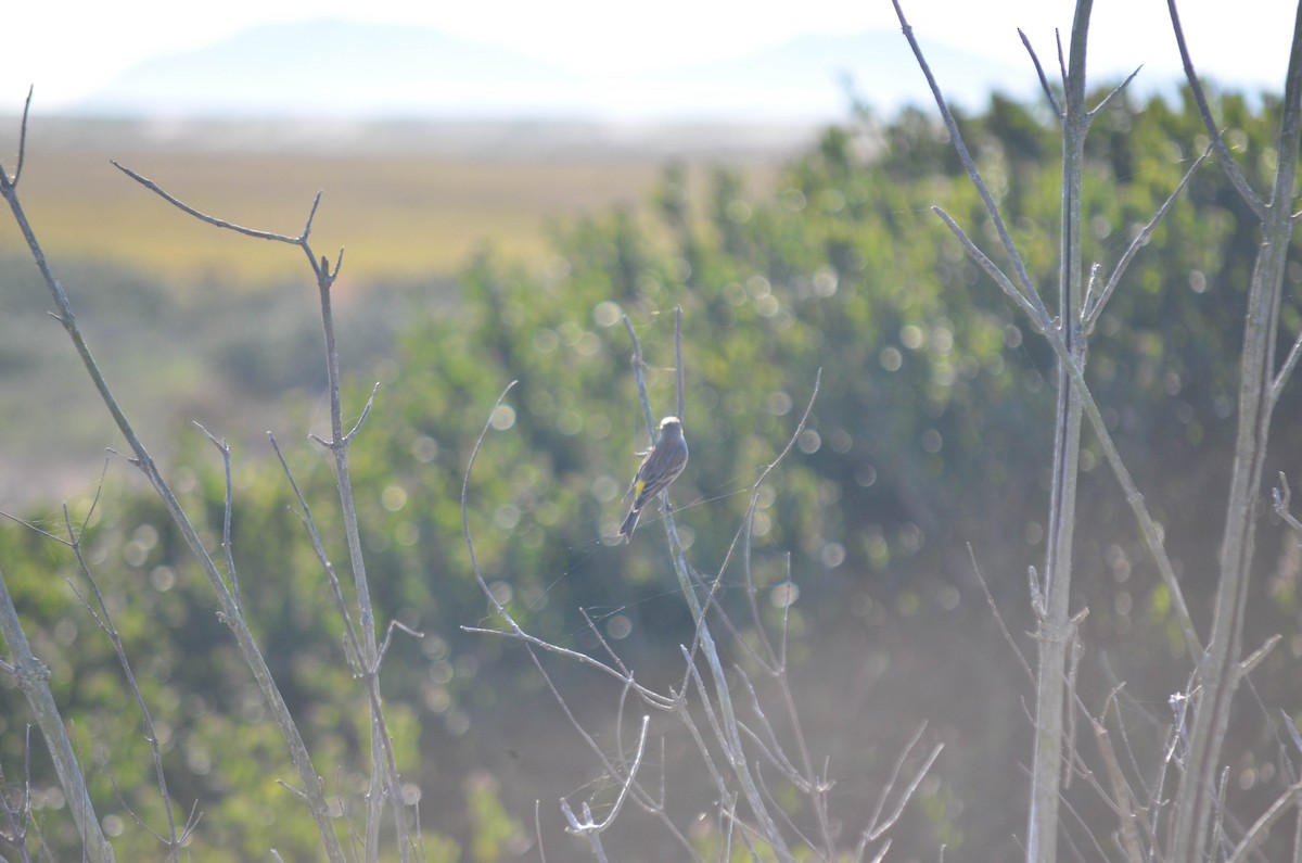 Reinita Coronada - ML645970961