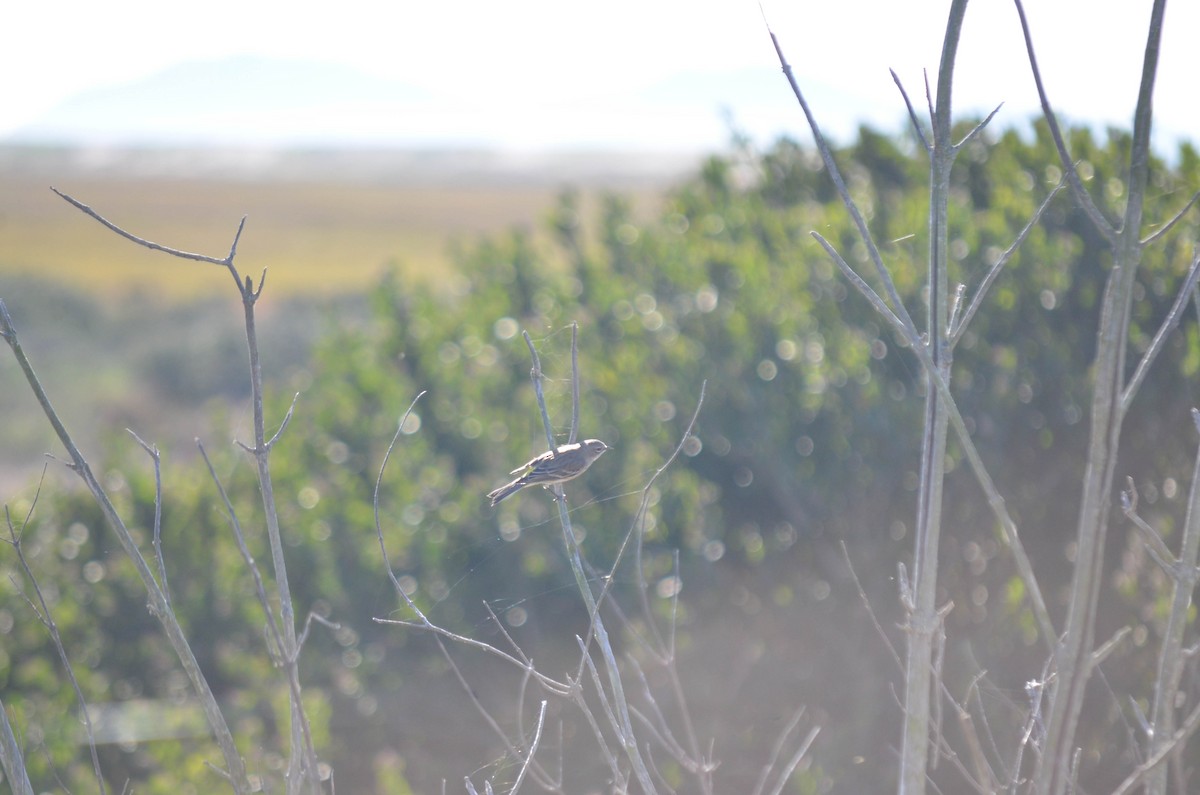 Reinita Coronada - ML645970962