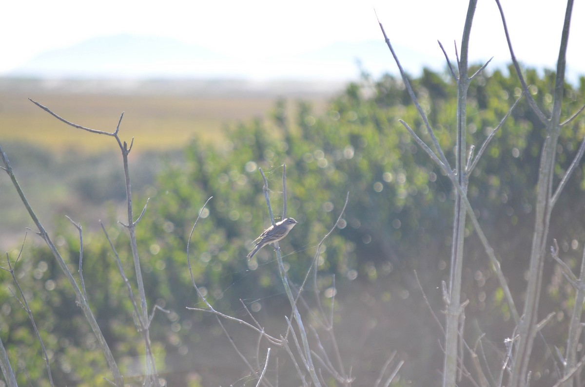 Reinita Coronada - ML645970963