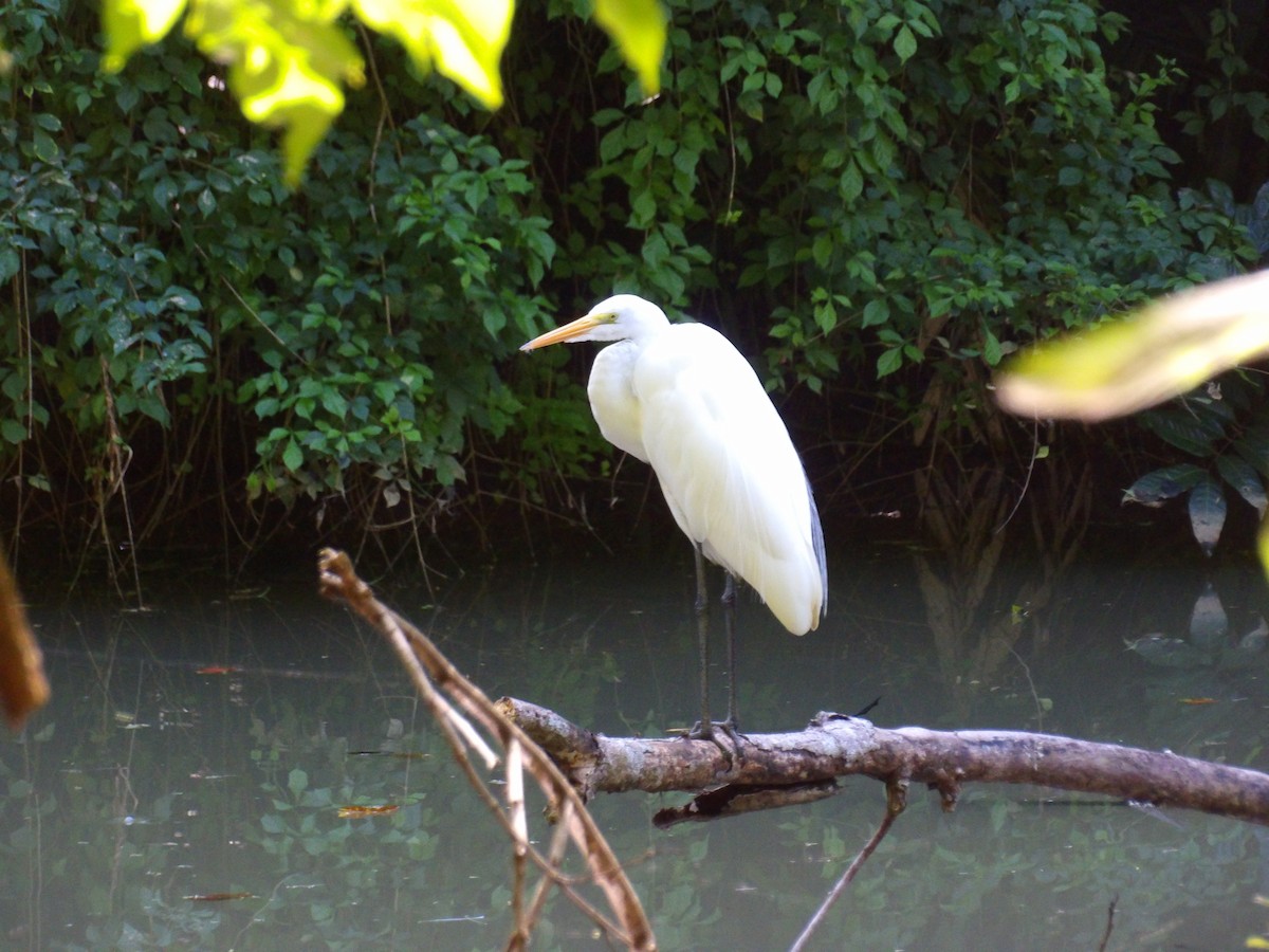 Koartza zuria - ML645970966