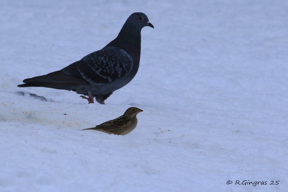 דיקסיסל - ML645970968