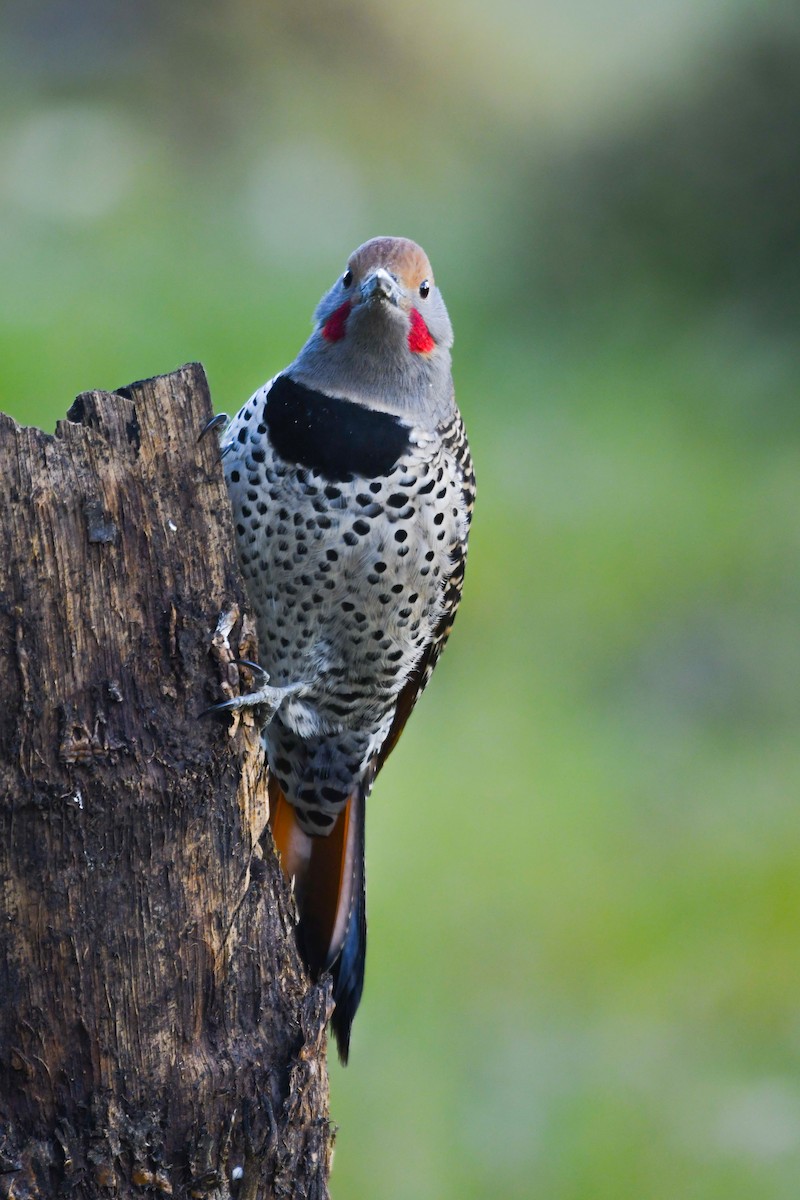 Guatemalan Flicker - ML645970969