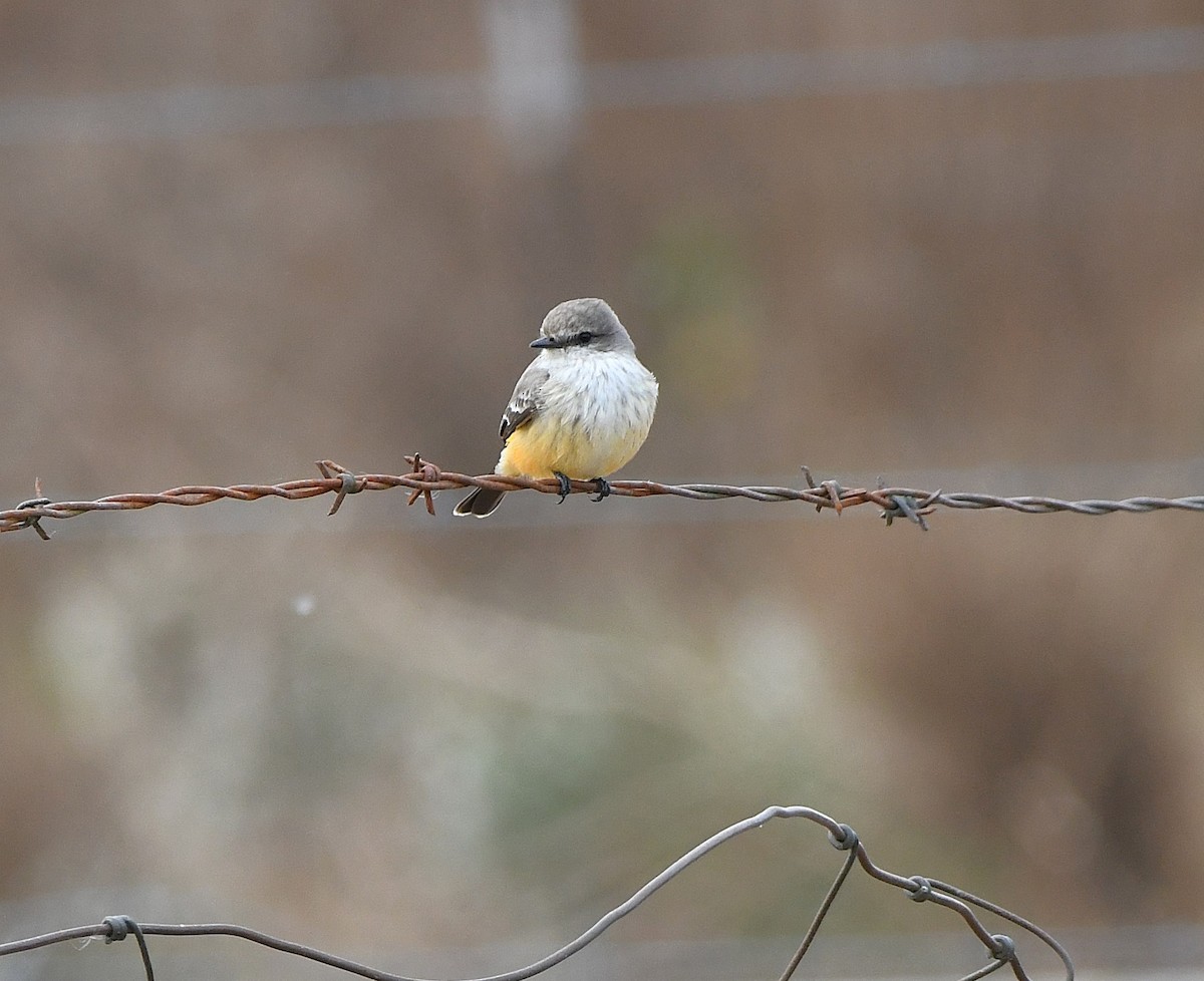 Vermilion Flycatcher - ML645970978