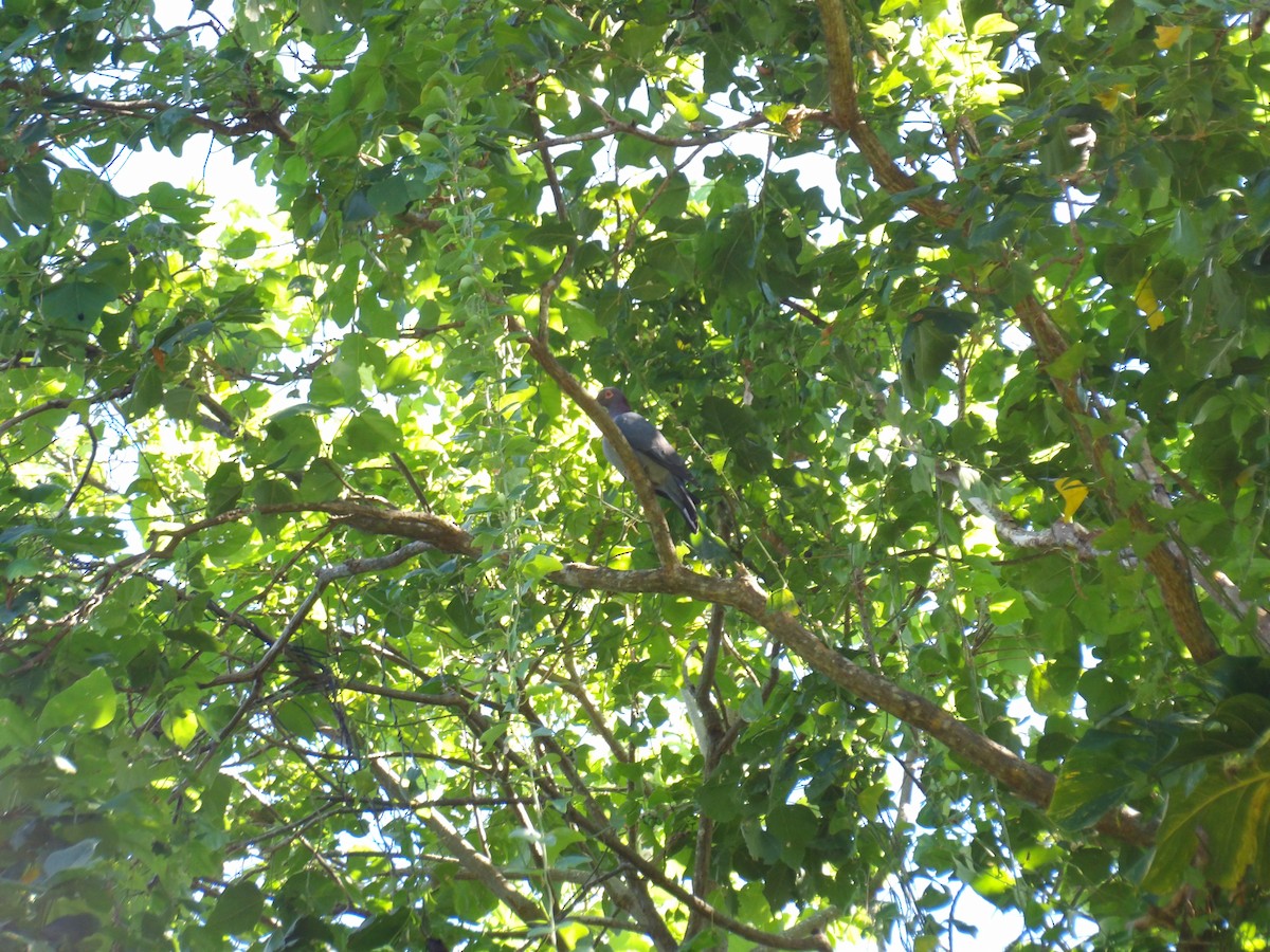Scaly-naped Pigeon - ML645970984