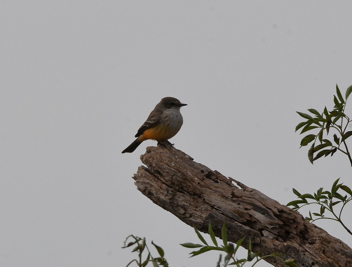 Vermilion Flycatcher - ML645970985