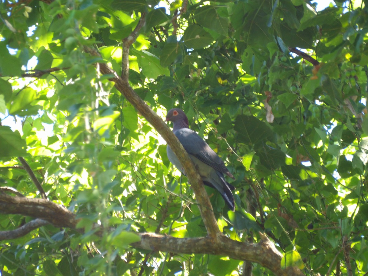 Scaly-naped Pigeon - ML645970986