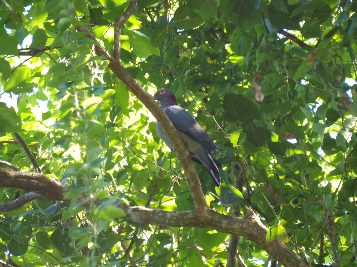 Scaly-naped Pigeon - ML645970988