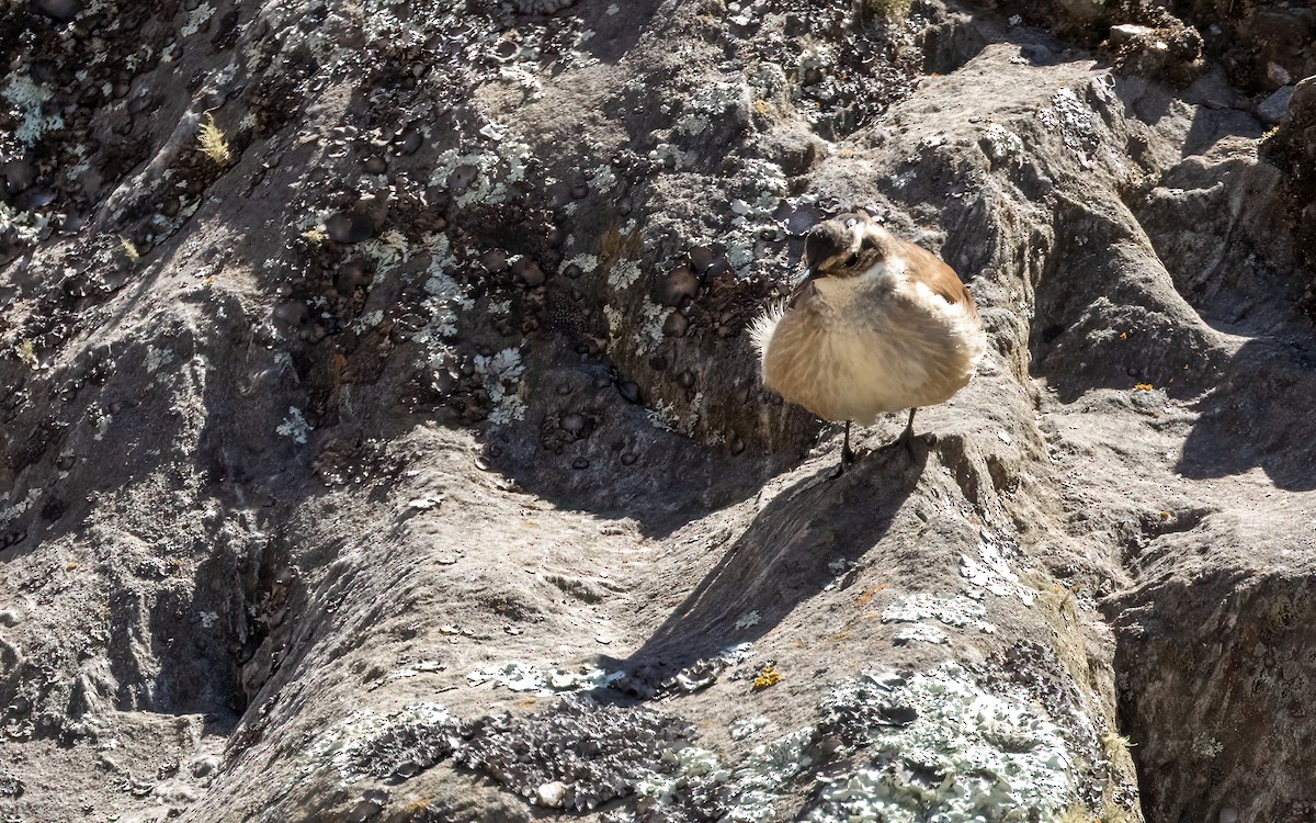 Cream-winged Cinclodes - ML645970989