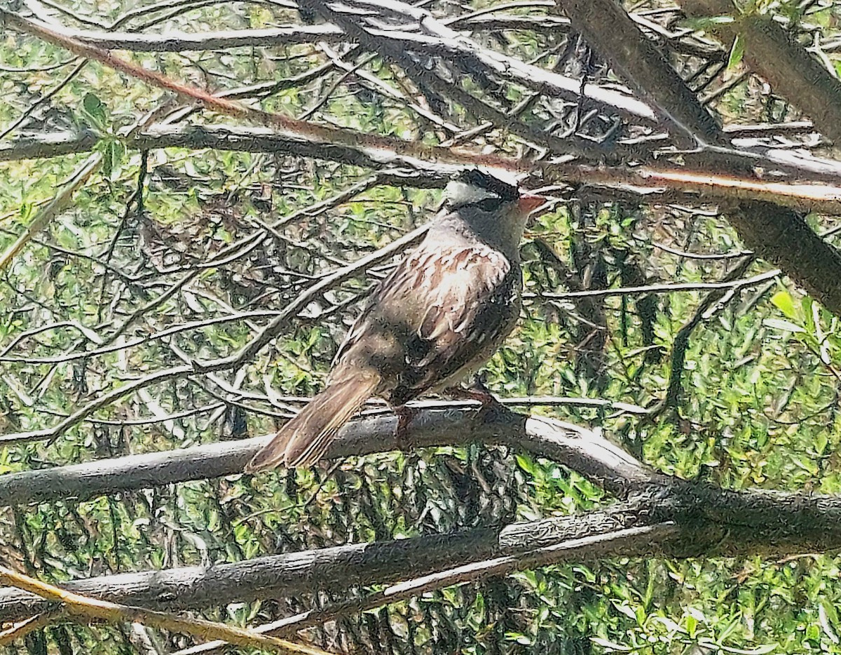 White-crowned Sparrow - ML645970991