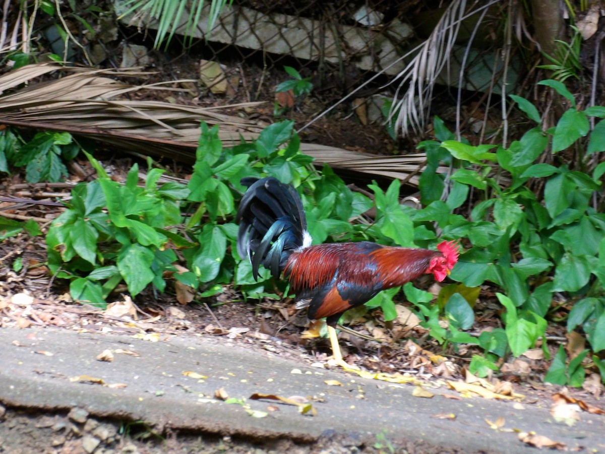 Red Junglefowl (Domestic type) - ML645970993