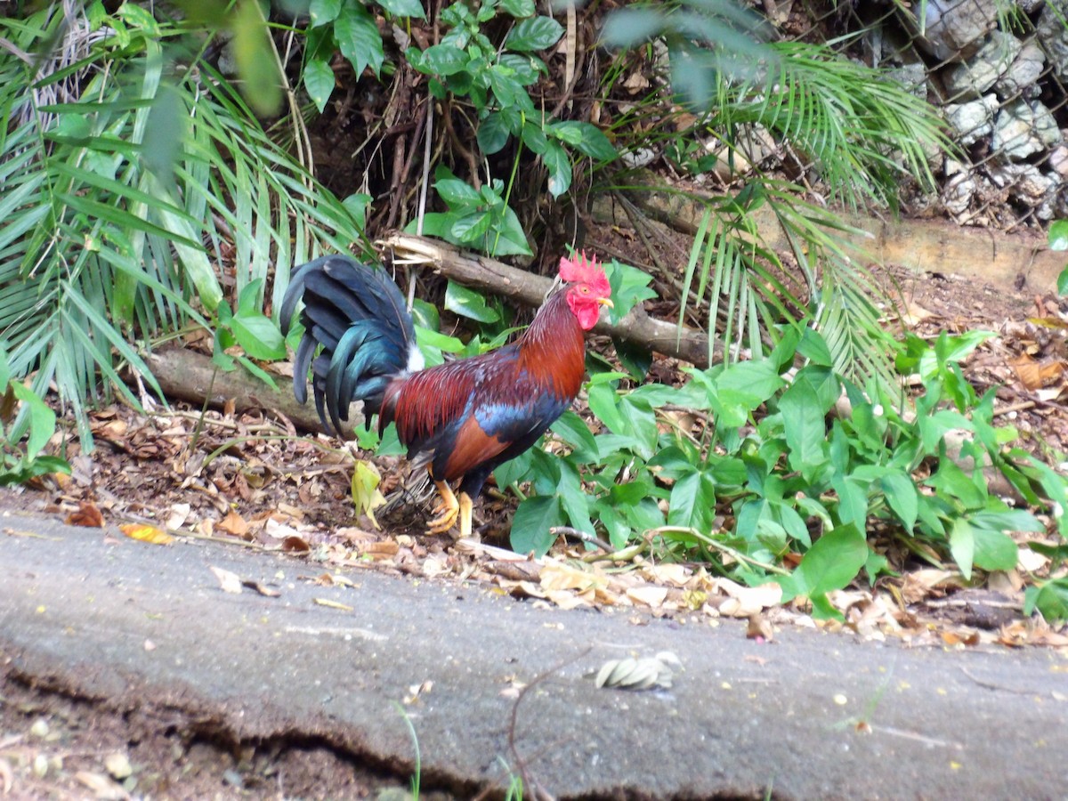 Red Junglefowl (Domestic type) - ML645970994