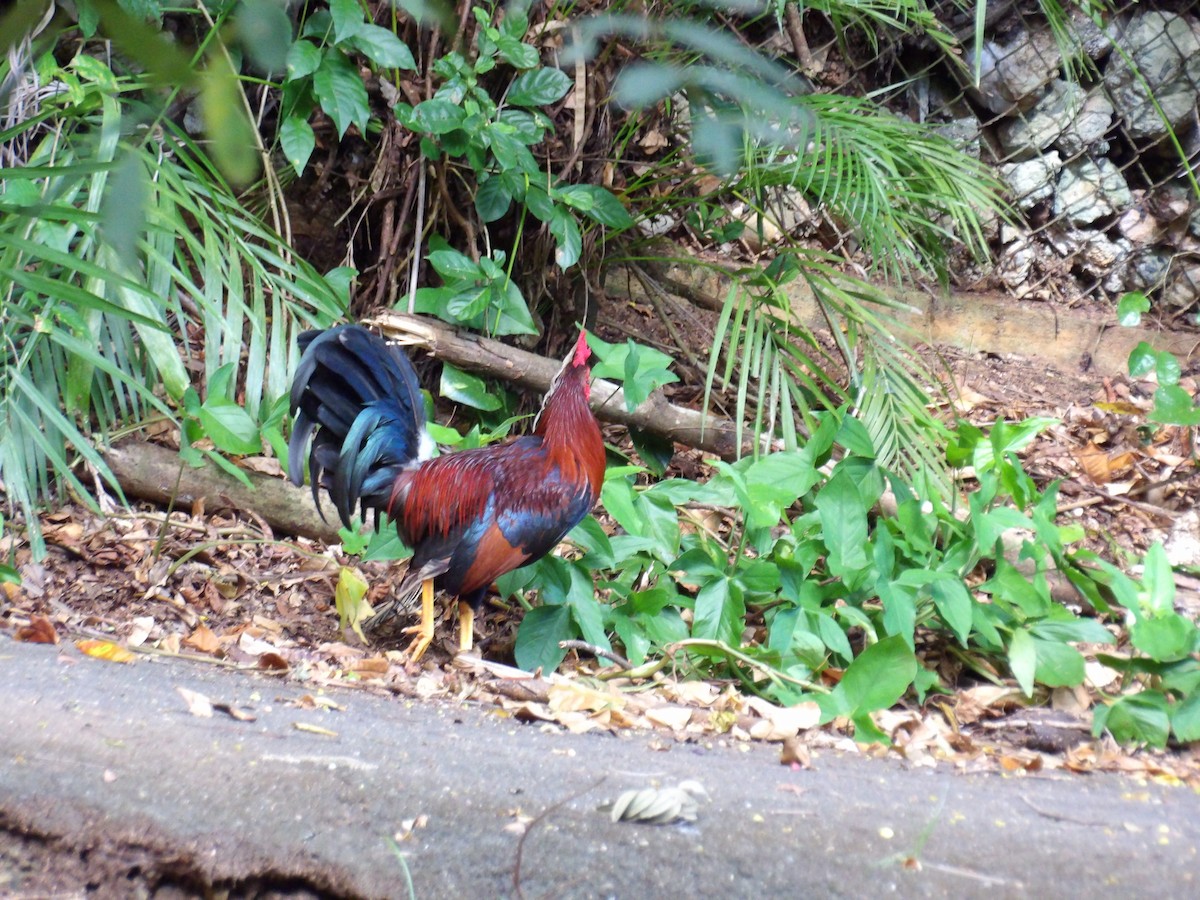 Red Junglefowl (Domestic type) - ML645970995