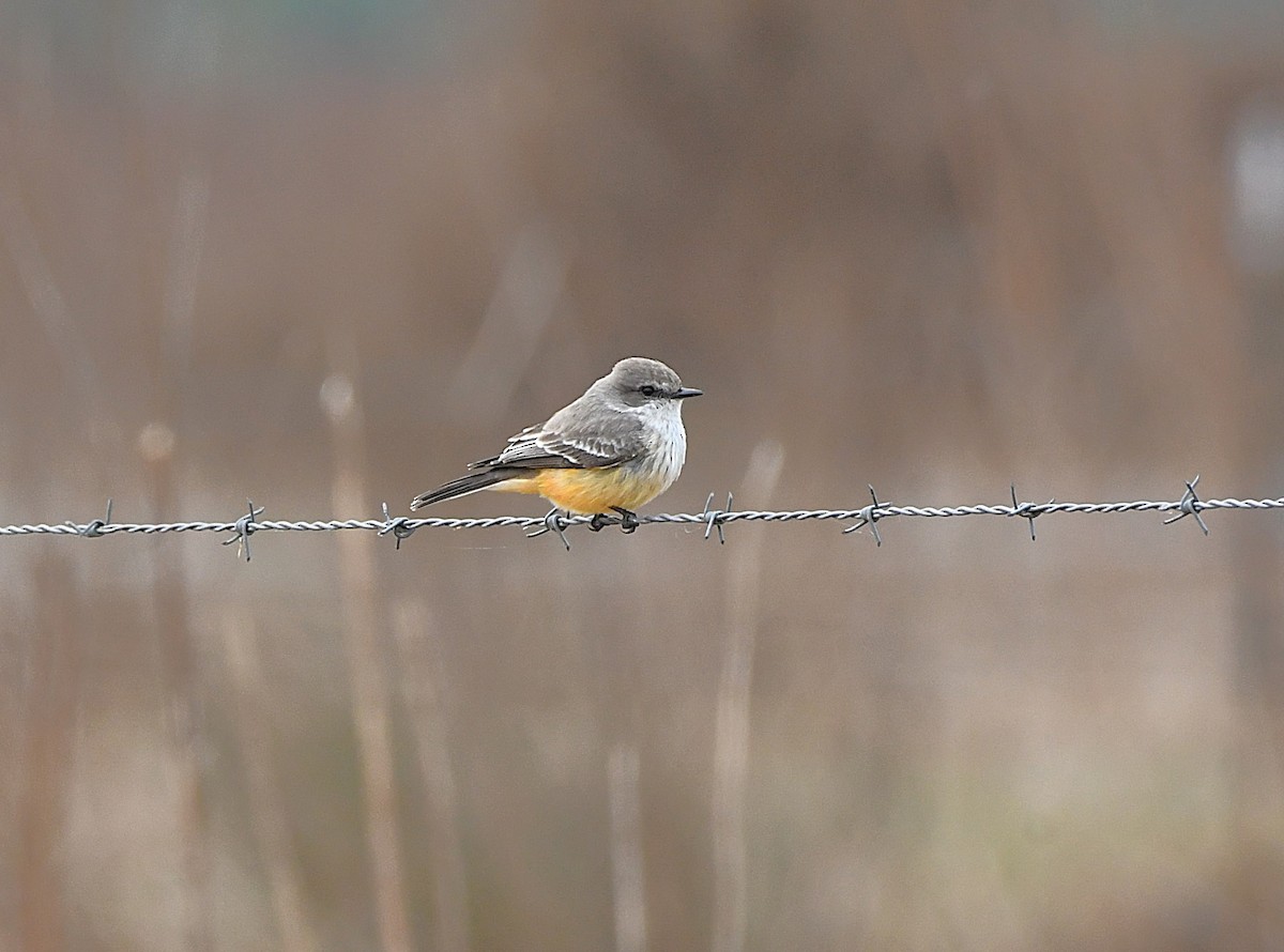 Vermilion Flycatcher - ML645971002