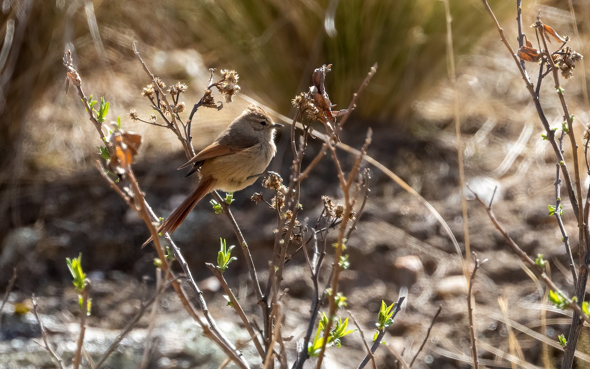 Brown-capped Tit-Spinetail - ML645971010