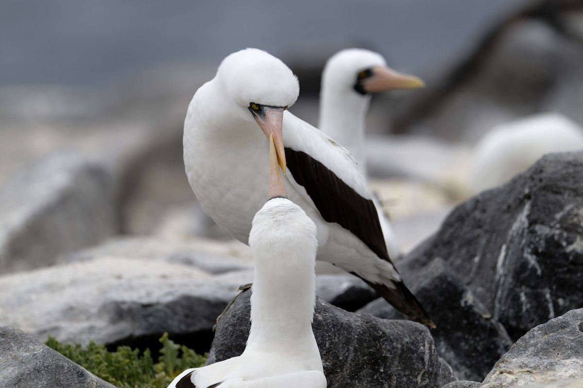 Nazca Booby - ML645971018