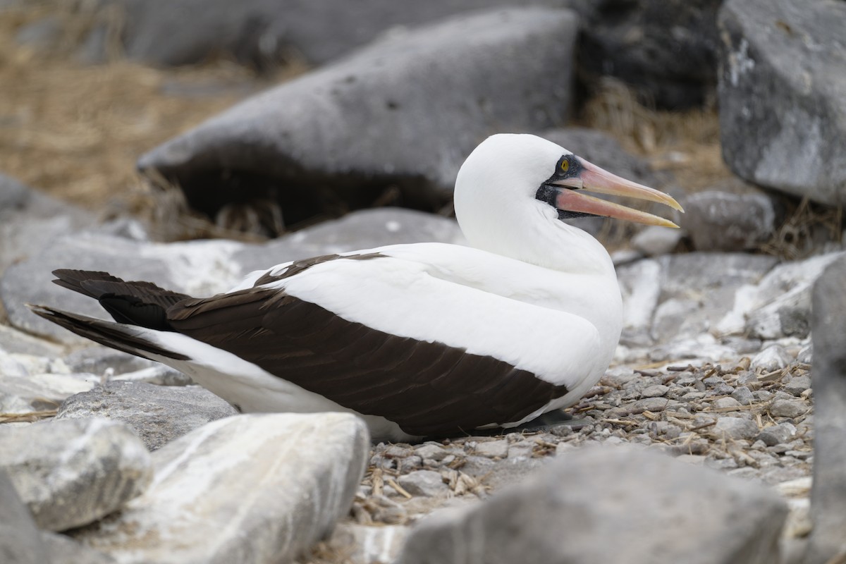 Nazca Booby - ML645971042