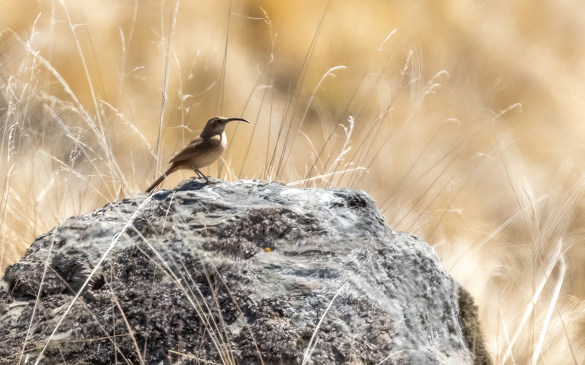 Buff-breasted Earthcreeper (Plain-breasted) - ML645971043