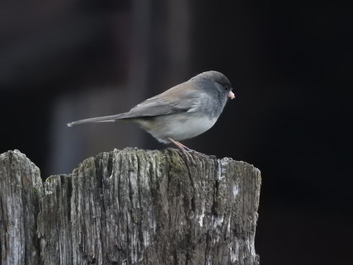 Dark-eyed Junco - ML645971044